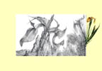 Dietrich Schuchardt Yellow Lilies (From My Garden) pencil drawing with gouache remarques